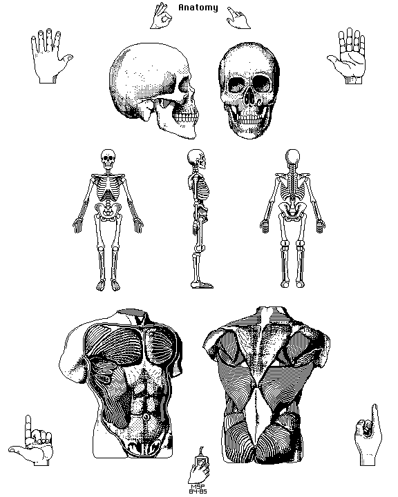Anatomy